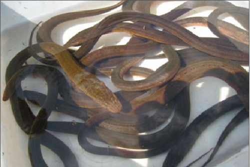 Chọn và chế biến lươn
